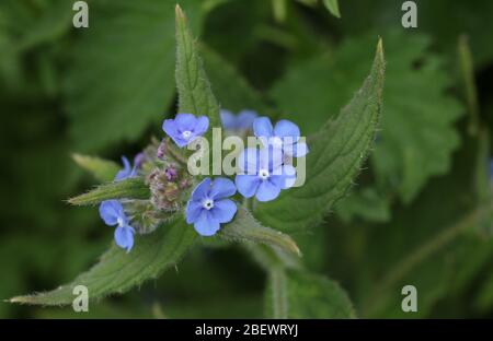 Eine hübsche blühende grüne Alkanet-Pflanze, Pentaglottis sempervirens, die im Frühjahr in der Wildnis in Großbritannien wächst. Stockfoto