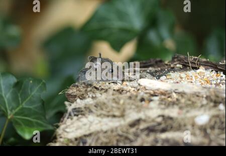 Ein niedliches wildes Baby Wood Mouse, Apodemus sylvaticus, klettert die Seite eines Holzes im Wald hinauf, um die Samen auf der Oberseite zu essen. Stockfoto