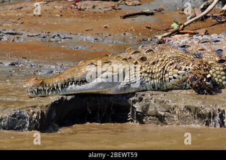 Ein amerikanisches Krokodil (Crocodylus acutus), das an einem schlammigen Flussufer an der Rio Sierpe auf der Halbinsel Osa, Costa Rica, liegt. Stockfoto