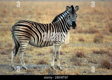 A Plains Zebra (Equus quagga) im frühen Morgenlicht während der Trockenzeit im Khama Rhino Sanctuary, Serowe, in Botsuana Stockfoto