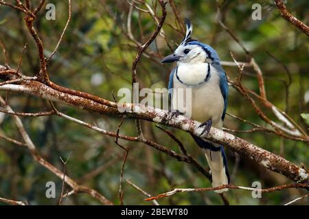 Ein weißer Kobold-Magpie Jay (Calocitta formosa), hoch oben auf einem Zweig im Arenal Volcano National Park in der Nähe von La Fortuna, Alajuela, Costa Rica Stockfoto