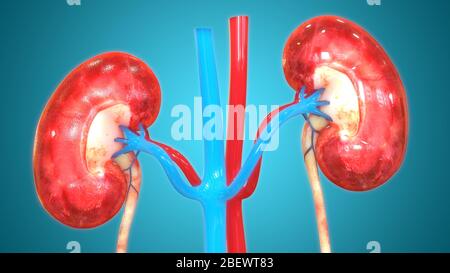 Menschlichen Nieren und Blase und Harnwege Anatomie Stockfoto