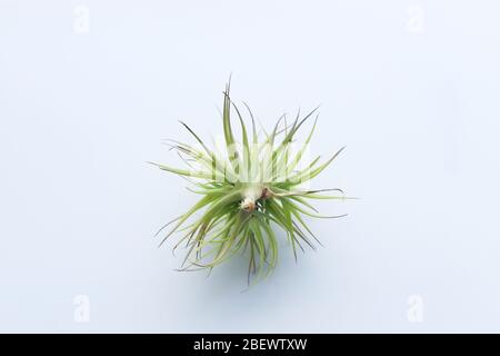 Nahaufnahme tillandsia aeranthos miniata vor weißem Hintergrund Stockfoto