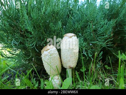 Paar weiße Oval Form Anwalt Perücke Pilze auf dem Garten Rasen Stockfoto