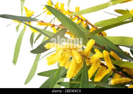 Akazie longifolia vor weißem Hintergrund Stockfoto