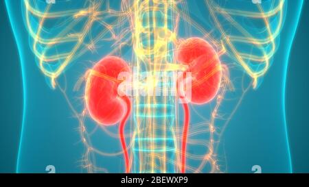 Menschlichen Nieren und Blase und Harnwege Anatomie Stockfoto