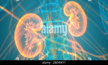 Menschlichen Nieren und Blase und Harnwege Anatomie Stockfoto