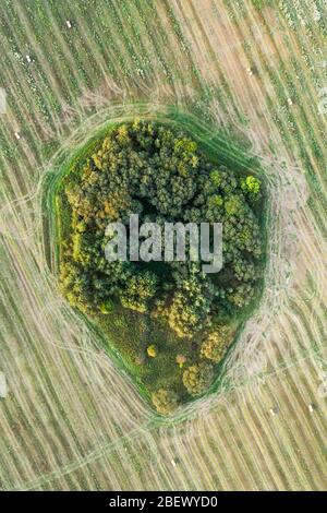 Luftaufnahme auf einem kleinen Waldstück mitten auf einer Wiese. Waldfleck mit einer Drohne erschossen. Weißrussland Natur Stockfoto