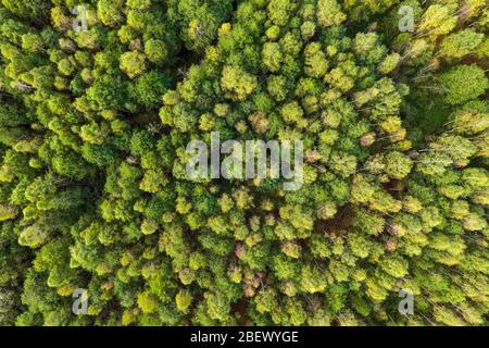 Grüner Sommer Herbst Wald aus der Luft. Schöner Wald von einer Drohne geschossen Stockfoto