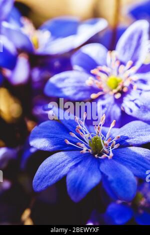 Schöne Frühlingsblume, hepatica. Anemon hepatica. Leberblümchen Stockfoto