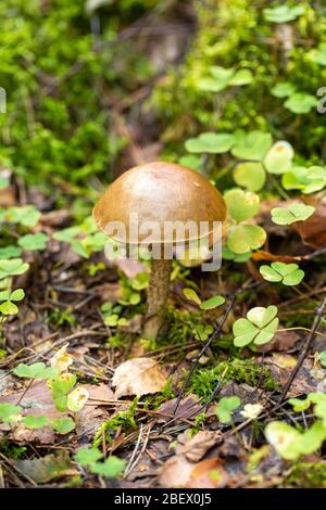 Braune Kappe boletus schönen Pilz. Rohe Pilze wachsen im Wald. Herbst saisonalen Hintergrund. Stockfoto