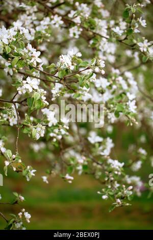 Apfelbaum blühende Blumen aus nächster Nähe. Weiße Blumen, die im Frühling auf einem Baum blühen. Geringe Schärfentiefe Stockfoto
