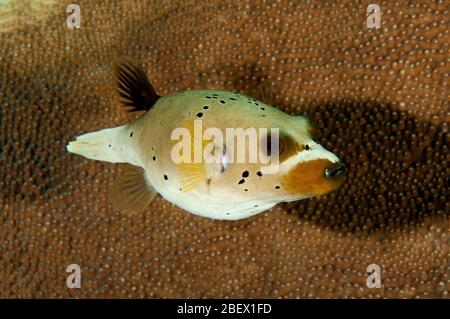 Schwarzfleckiger Kugelfisch, Arothron nigropunctatus, Alor Indonesien. Stockfoto