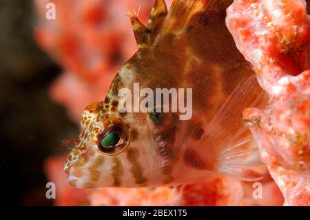 Fadenflossen-Falkenfisch, Cirrhitichthys aprinus, Raja Ampat Indonesien. Stockfoto