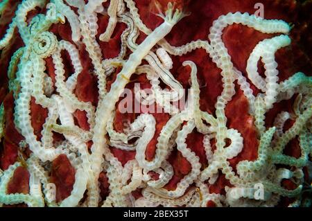 Holutrians auf einem Schwamm Opheodesoma sp. Komodo Nationalpark Indonesien. Stockfoto