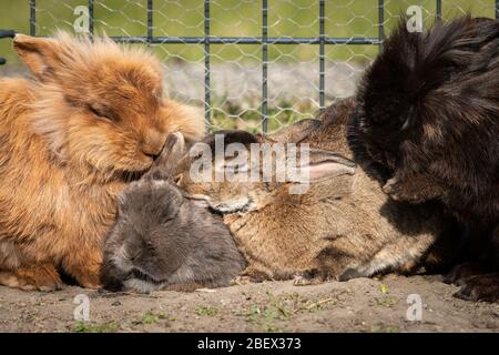 Eine Gruppe von Zwergkaninchen putzt sich gegenseitig, draußen im Garten an einem sonnigen Frühlingstag Stockfoto