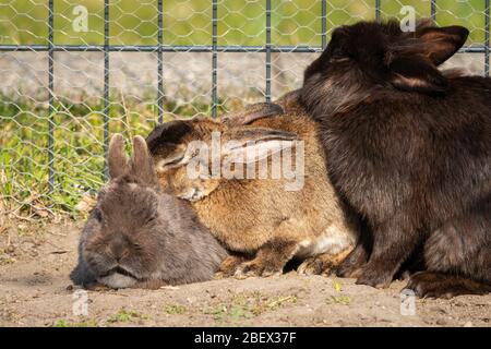 Eine Gruppe von Zwergkaninchen putzt sich gegenseitig, draußen im Garten an einem sonnigen Frühlingstag Stockfoto