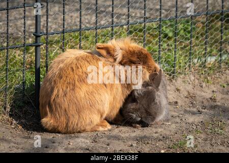 Eine Gruppe von Zwergkaninchen putzt sich gegenseitig, draußen im Garten an einem sonnigen Frühlingstag Stockfoto