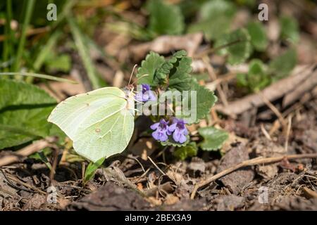 Ein gewöhnlicher Schwemmfalter (Gonepteryx rhamni), der an einem sonnigen Frühlingstag auf einer Blume sitzt (Wien, Österreich) Stockfoto