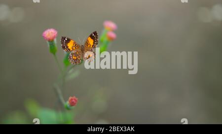 Draufsicht des gelben und braunen Schmetterlings mit weißen Punkten auf einer kleinen rosa Blume mit dem grünen Stamm mit einem unfokussierten grauen Hintergrund Stockfoto