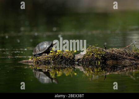 Europäische Sumpfschildkröte (Emys orbicularis) sitzt auf einem Trunk Sonnenbaden in einem Teich (Wien, Österreich) Stockfoto