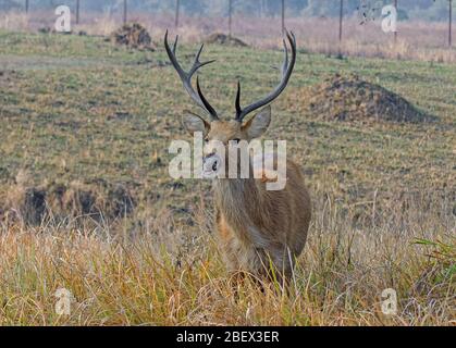 Ein männlicher Barasingha während einer Safari im Kanha National Park, Madhya Pradesh, Indien Stockfoto