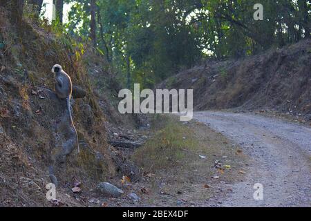 Ein Langur in der Nähe Safari-Straße im Kanha National Park, Madhya Pradesh, Indien Stockfoto