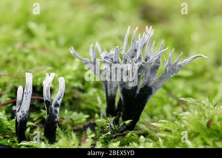 Xylaria hypoxylon, bekannt durch eine Vielzahl von gemeinsamen Namen, wie der Kerzenständerpilz, der Kerzenständerpilz oder Kohlenstoffgeweih Stockfoto