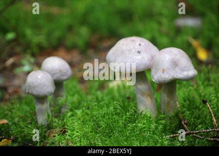 Cortinarius traganus, bekannt als der gassy webcap, wilde Pilze aus Finnland Stockfoto