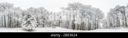 Panorama des Winterwaldes mit Schnee und Baum Stockfoto