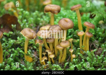 Craterellus tubaeformis (früher Cantharellus tubaeformis), bekannt als Gelbfuß, Winterpilz oder Trichterpfifferling Stockfoto