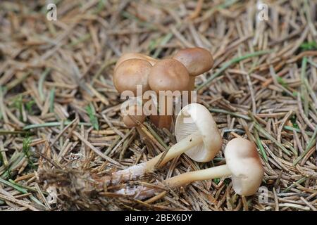 Gymnopus dryophilus, auch bekannt als Collybia dryophila, allgemein die Rotbraun Toughshank Pilz namens Stockfoto