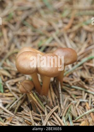 Gymnopus dryophilus, auch bekannt als Collybia dryophila, allgemein die Rotbraun Toughshank Pilz namens Stockfoto