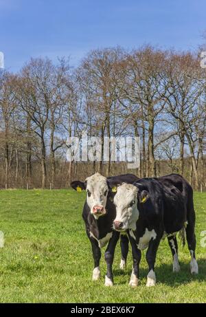 Junge Blaarkop Kühe auf einer Wiese im Gaasterland, Niederlande Stockfoto