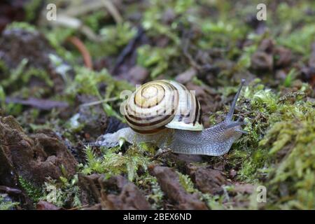 Cepaea hortensis, bekannt als Weißlippschnecke oder Garten gebänderte Schnecke Stockfoto