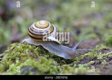 Cepaea hortensis, bekannt als Weißlippschnecke oder Garten gebänderte Schnecke Stockfoto