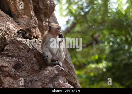 Niedlicher kleiner Makaken-Affe auf einem Felsen in Thailand, Krabi Provinz Stockfoto