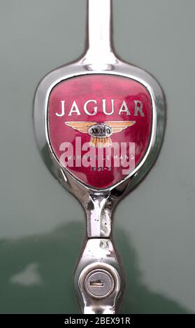 Jaguar-Abzeichen auf einem grünen Oldtimer Stockfoto