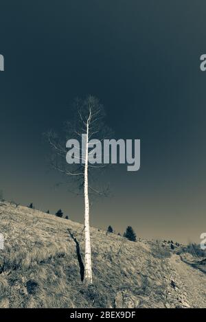 Minimalistisches Schwarz-Weiß-Foto von Birke, einer der vielen, die im schönen Chuprene Naturschutzgebiet im Balkan-Gebirge, Bulgarien wachsen Stockfoto