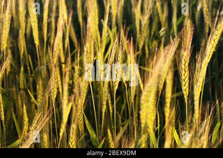 Weizenfeld Stockfoto