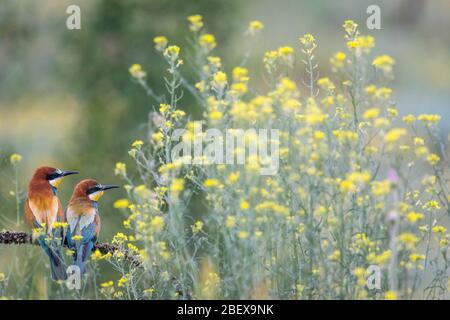 Ein Paar europäischer Bienenfresser auf einem Zweig inmitten von Blumen, Bulgarien Stockfoto