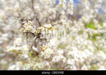 Nahaufnahme Bild von Baumblüten im Frühling in der schönen Region Belogradchik, Bulgarien Stockfoto