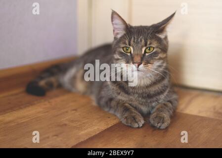 Eine schwere graue Katze, die auf dem Holzboden liegt. Stockfoto
