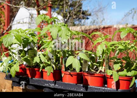 Shop kaufte Tomatenpflanzen in einem Garten während der Coronavirus Sperrung für den Anbau von Gemüse zu Hause Newtownabbey Nordirland Großbritannien Stockfoto