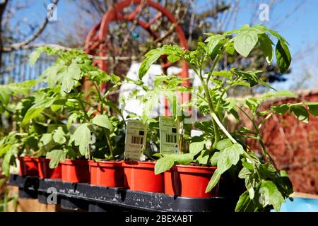 Shop kaufte Tomatenpflanzen in einem Garten während der Coronavirus Sperrung für den Anbau von Gemüse zu Hause Newtownabbey Nordirland Großbritannien Stockfoto