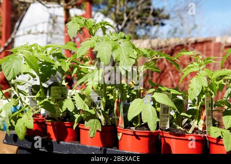 Shop kaufte Tomatenpflanzen in einem Garten während der Coronavirus Sperrung für den Anbau von Gemüse zu Hause Newtownabbey Nordirland Großbritannien Stockfoto