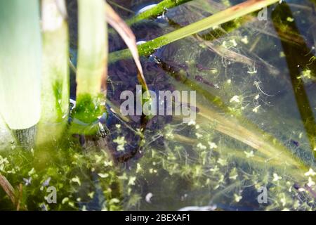 Froschkaulquappen in einem kleinen Teich in einem Garten Newtownabbey Nordirland Stockfoto