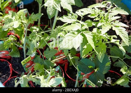 Shop kaufte Tomatenpflanzen in einem Garten während der Coronavirus Sperrung für den Anbau von Gemüse zu Hause Newtownabbey Nordirland Großbritannien Stockfoto