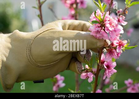 Hand im Gartenhandschuh prüft die Blüten an einem Pfirsichbaum Stockfoto