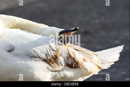 Brighton UK 16. April 2020 - EIN mutiges Schwanencygnet reinigt ihre Federn, während Wildtiere früh am Morgen im Queens Park in Brighton bei warmem Sonnenschein zum Leben erwachen, während die Sperrbeschränkungen in ganz Großbritannien während der Coronavirus COVID-19 Pandemie-Krise andauern. Quelle: Simon Dack / Alamy Live News Stockfoto